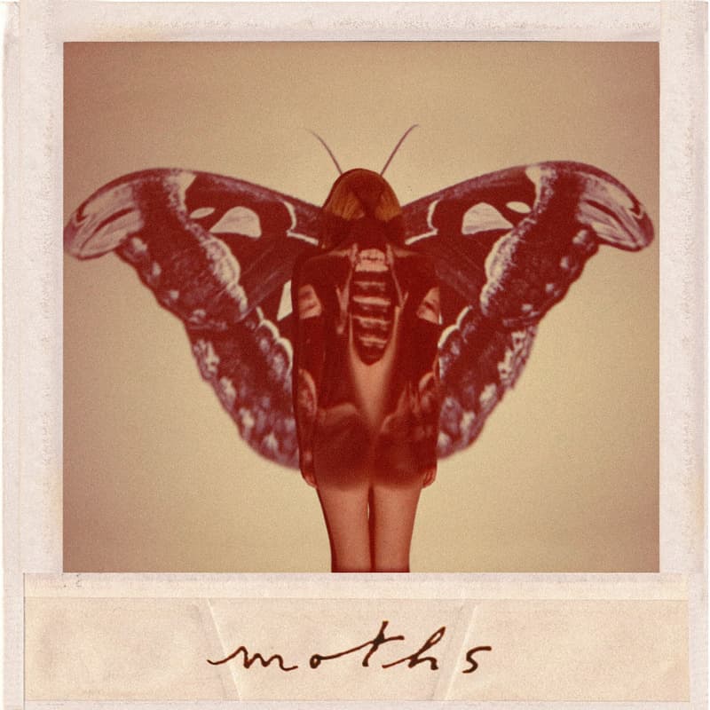 Portada de moths de Kate Laurence